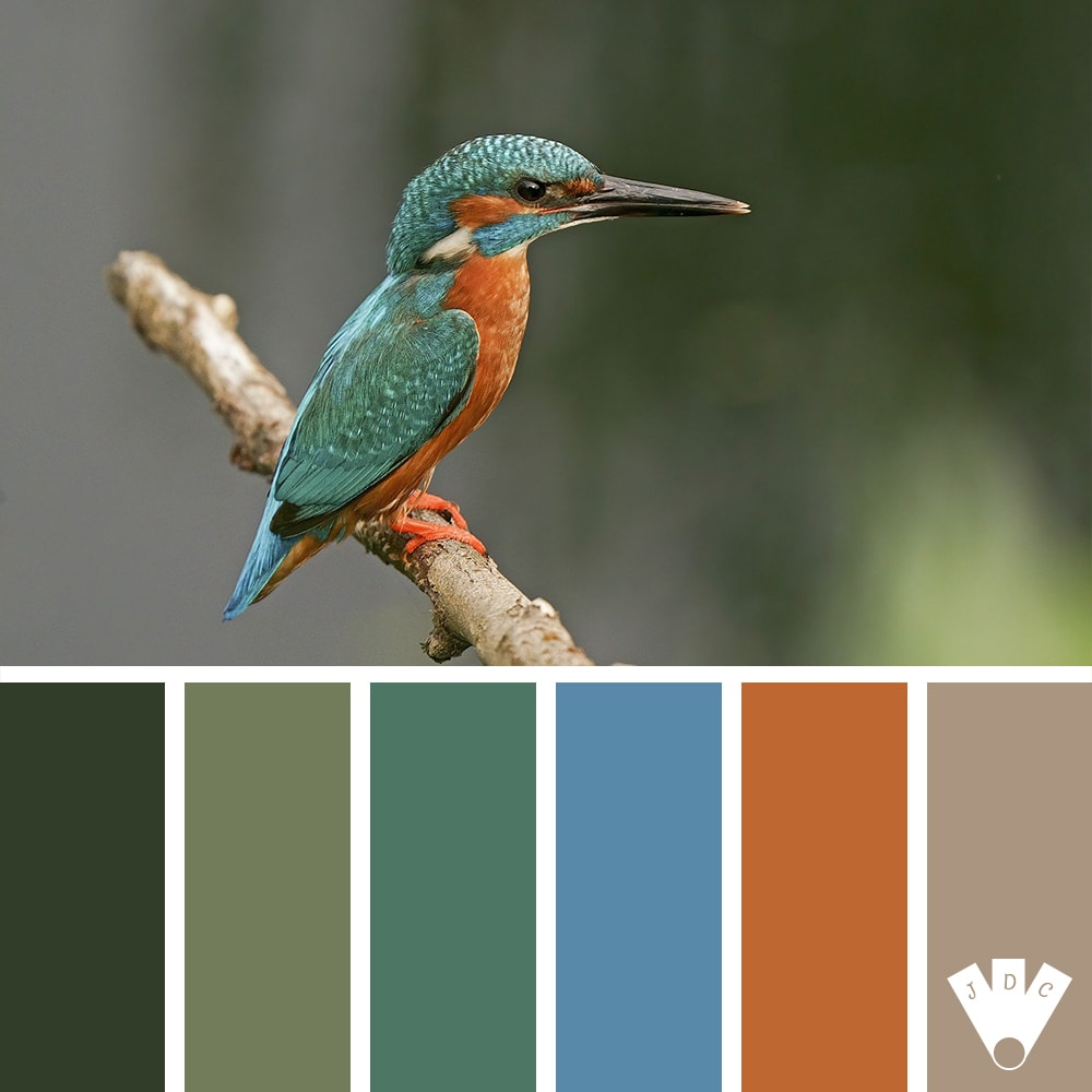 Color palette à partir d'une photo d'un martin-pêcheur