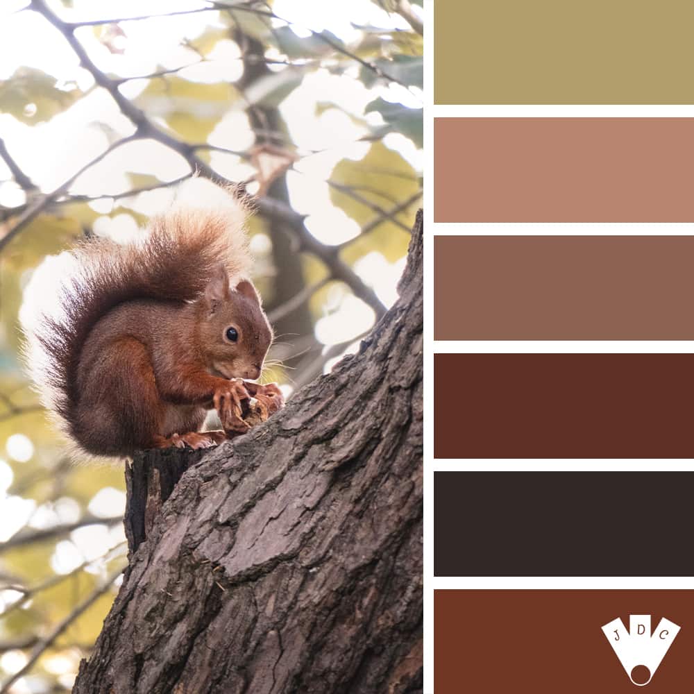 Color palette à partir d'une photo d'un écureuil
