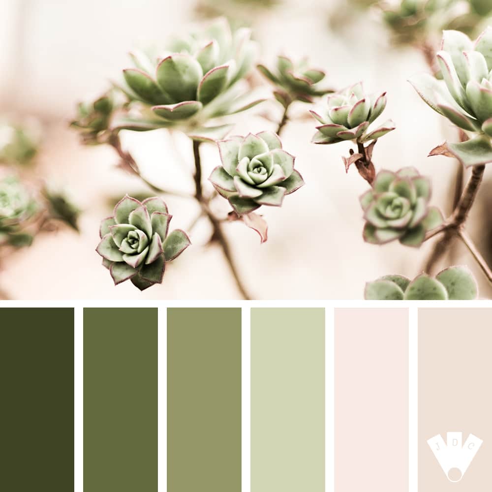 Color palette à partir d'une photo de plante succulente