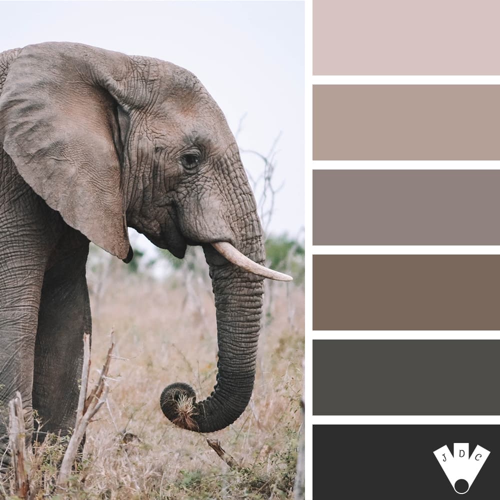 Color palette à partir d'une photo d'un éléphant