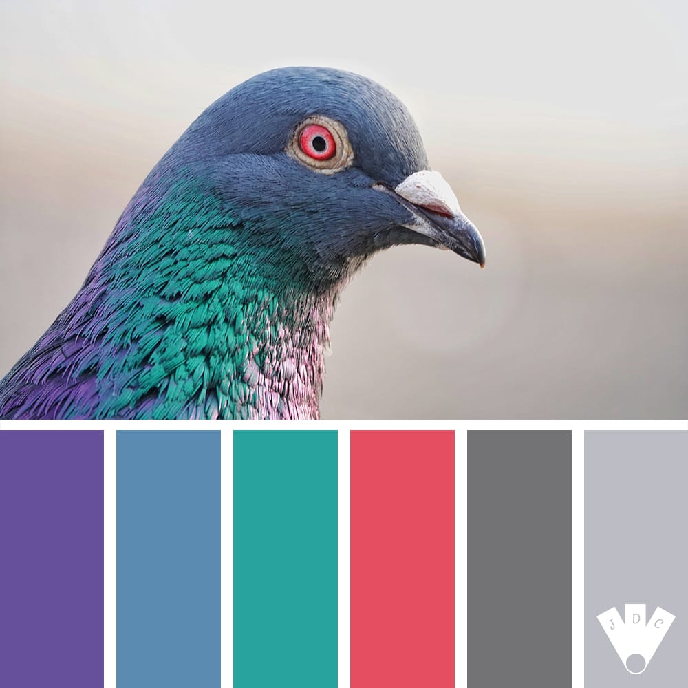 Color palette à partir d'une photo d'un pigeon.