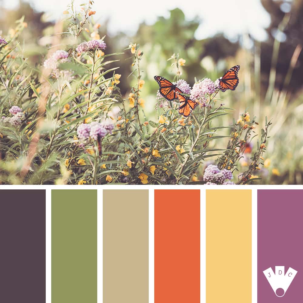 color palette à partir d'une photo de papillons dans des fleurs.