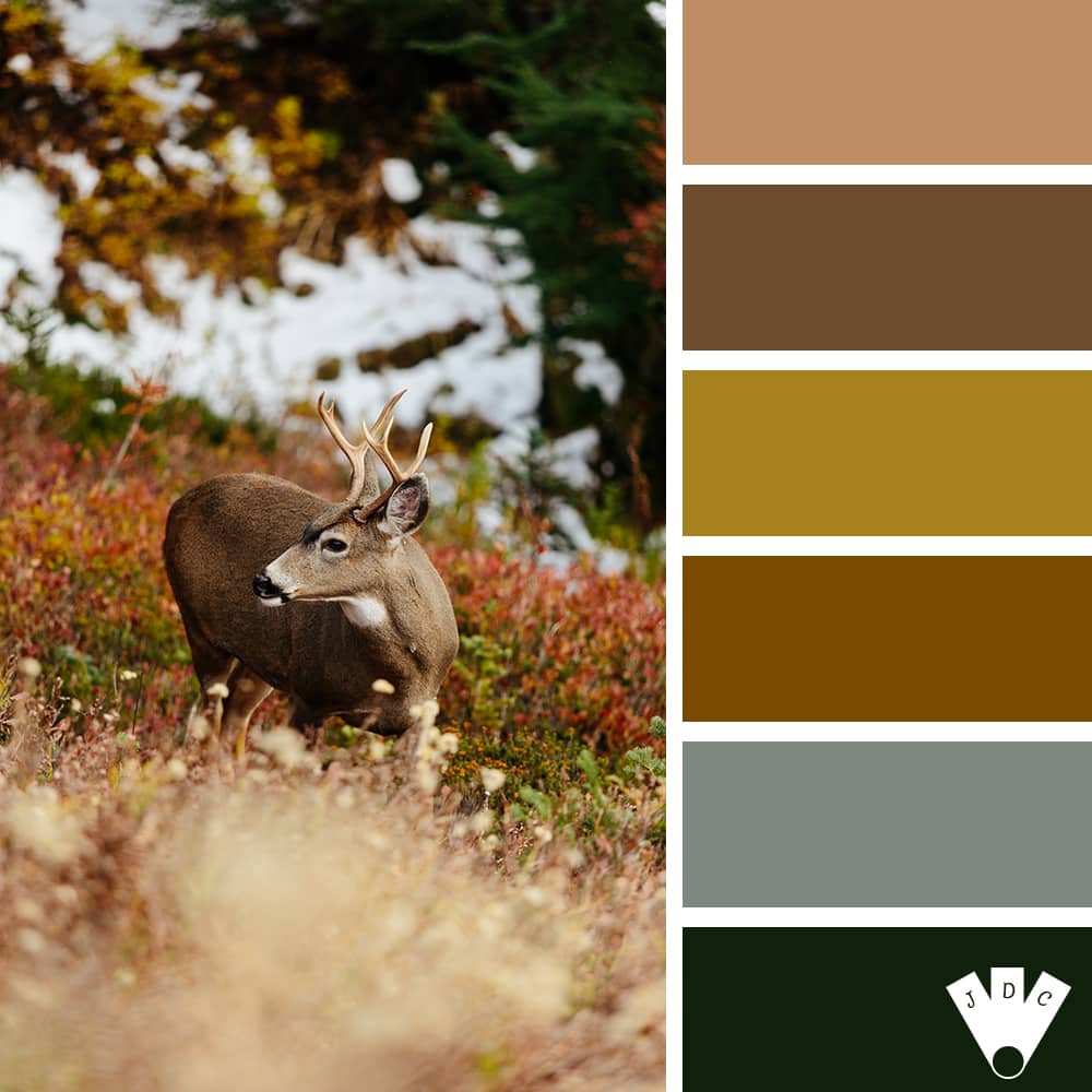 color palette à partir d'une photo d'un cerf dans la forêt