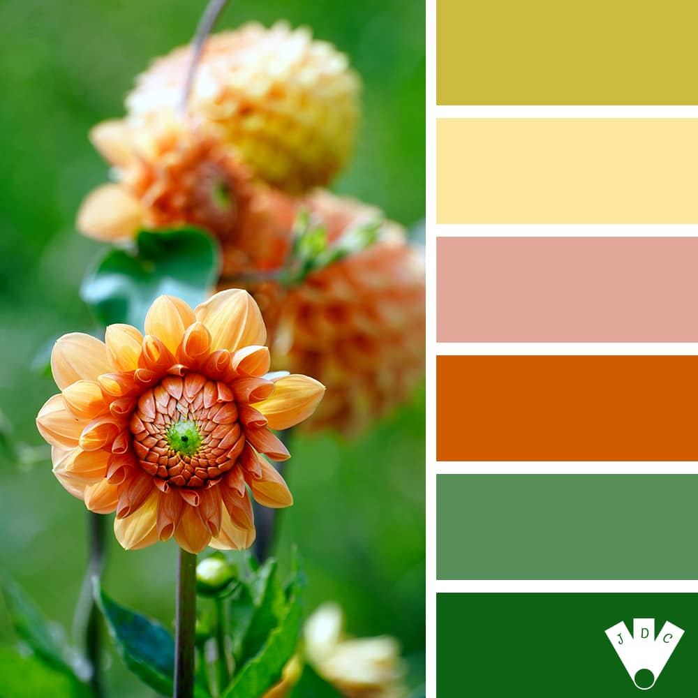 color palette à partir d'une photo de dahlia orange dans l'herbe verte