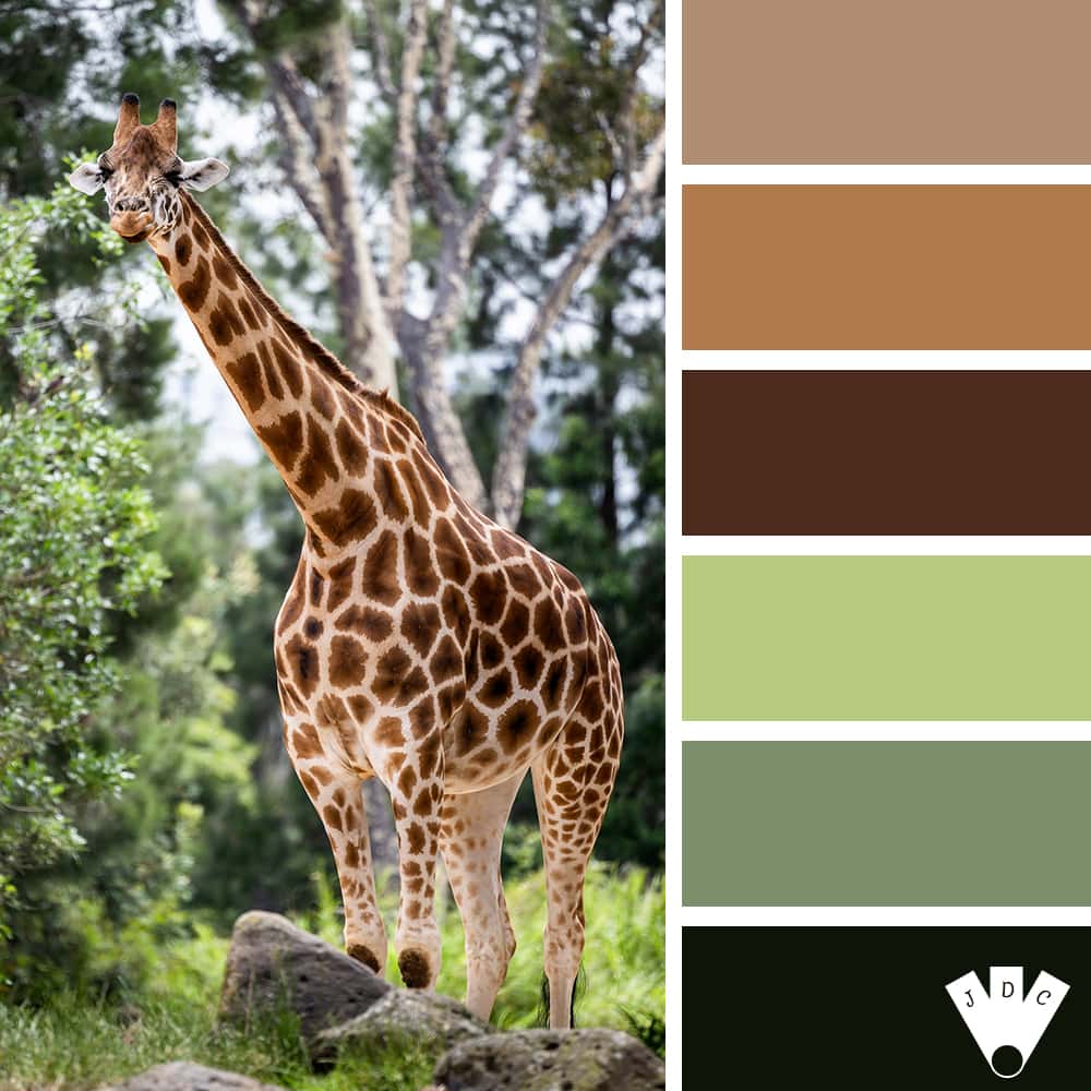 color palette à partir d'une photo d'une girafe dans la nature