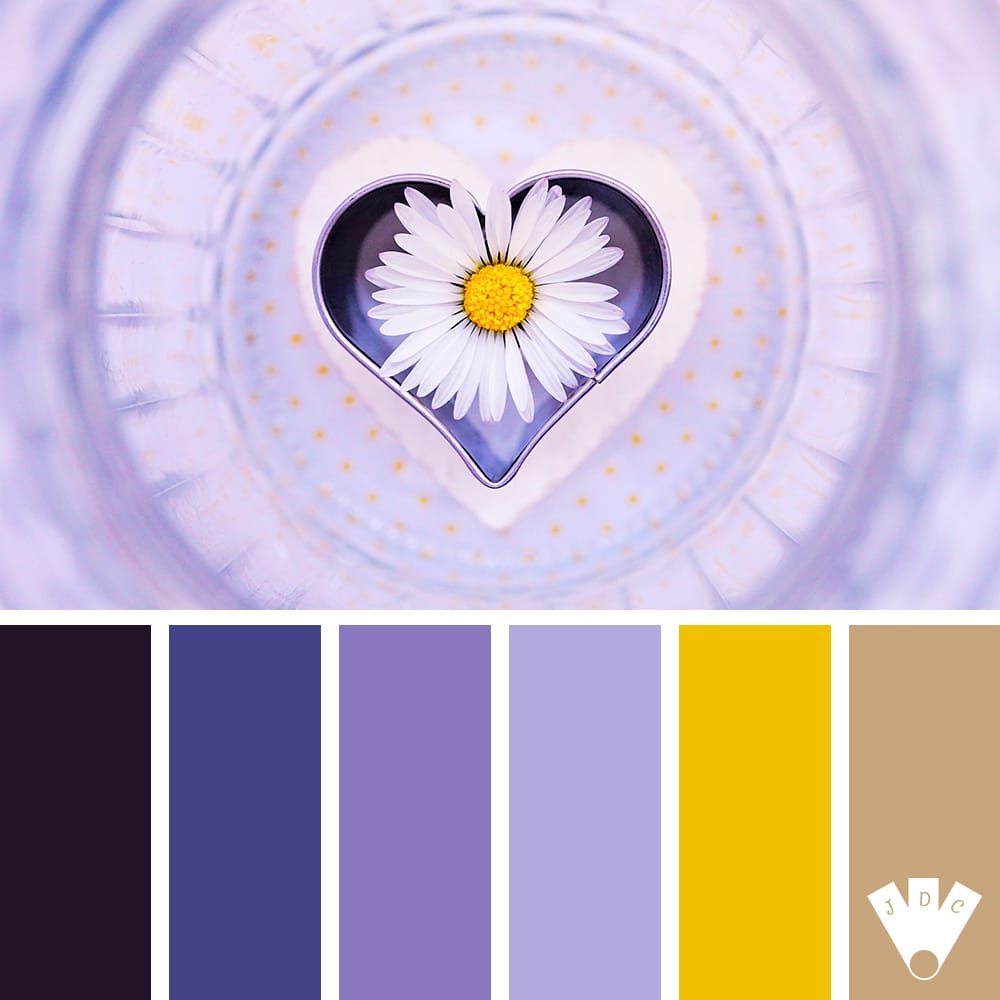 color palette d'une marguerite dans un verre